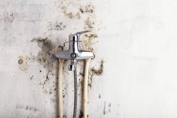 Best Toxic Mold Removal  in Parchment, MI