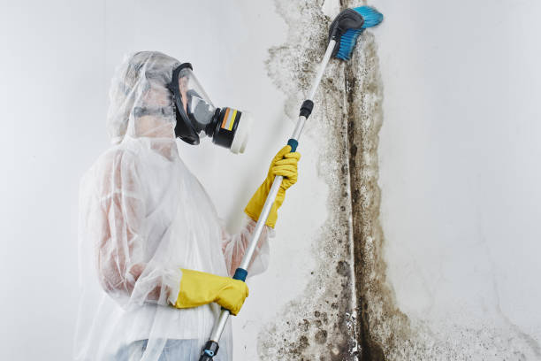 Best Toxic Mold Removal  in Parchment, MI