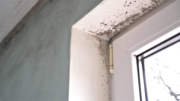 Best Emergency Mold Removal  in Parchment, MI