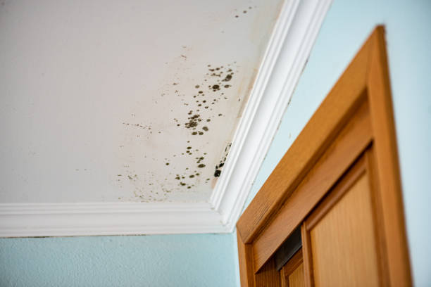 Best Affordable Mold Removal  in Parchment, MI