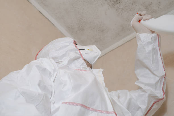 Best Attic Mold Removal  in Parchment, MI