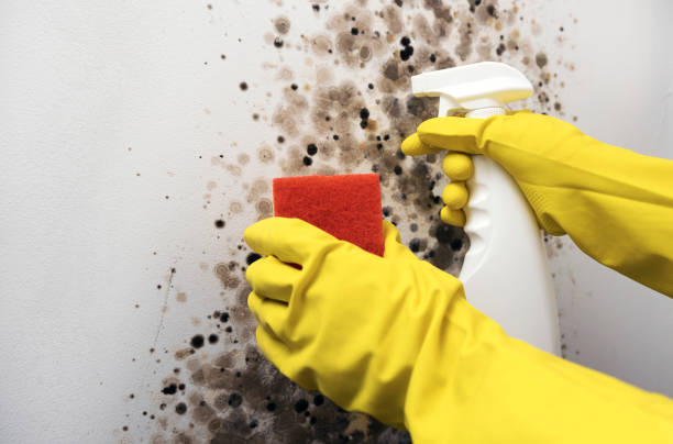 Best Mold Remediation  in Parchment, MI