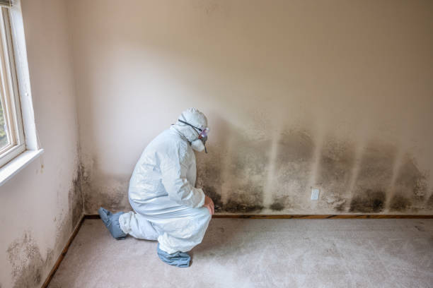 Best Fast Mold Removal  in Parchment, MI