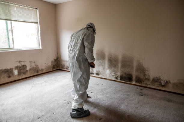 Best Mold Removal Company Near Me  in Parchment, MI