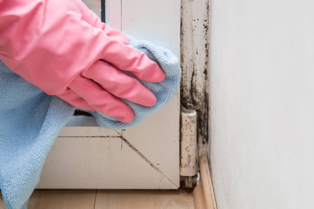 Best Mold Damage Repair  in Parchment, MI