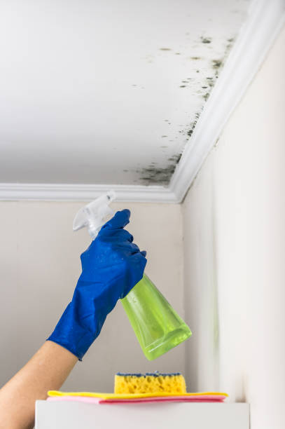 Best Toxic Mold Removal  in Parchment, MI